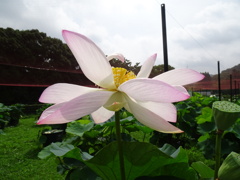 20240703花