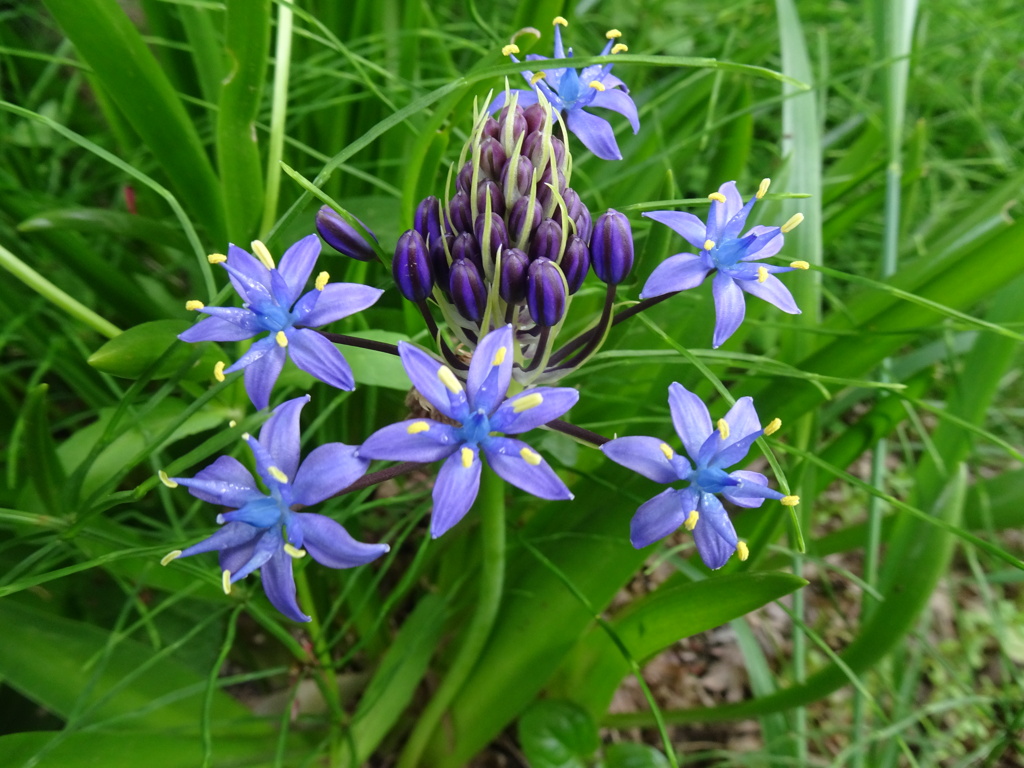 20240420花33