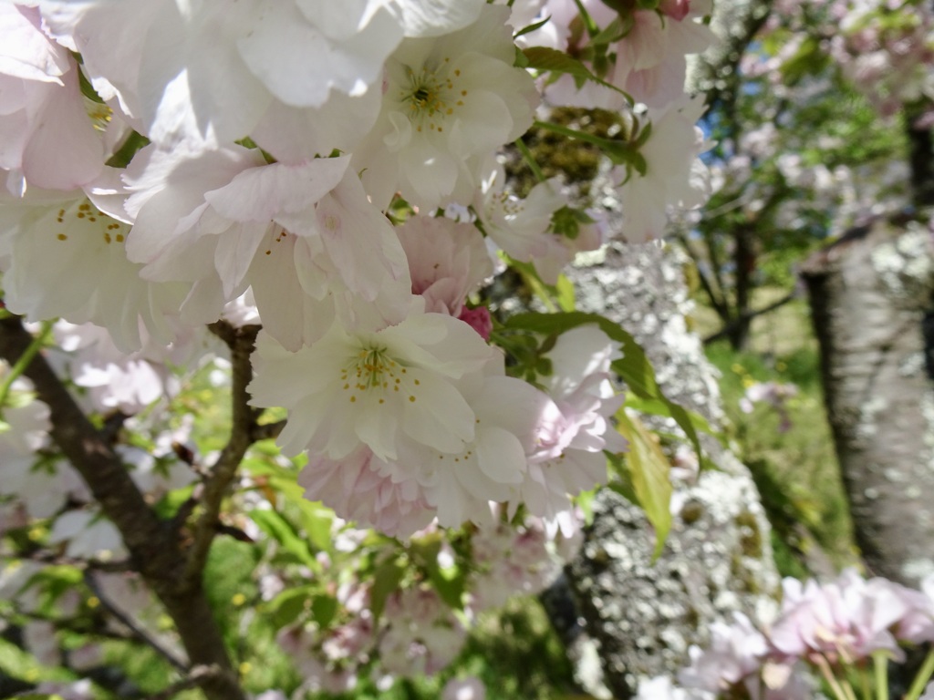 20240412花7