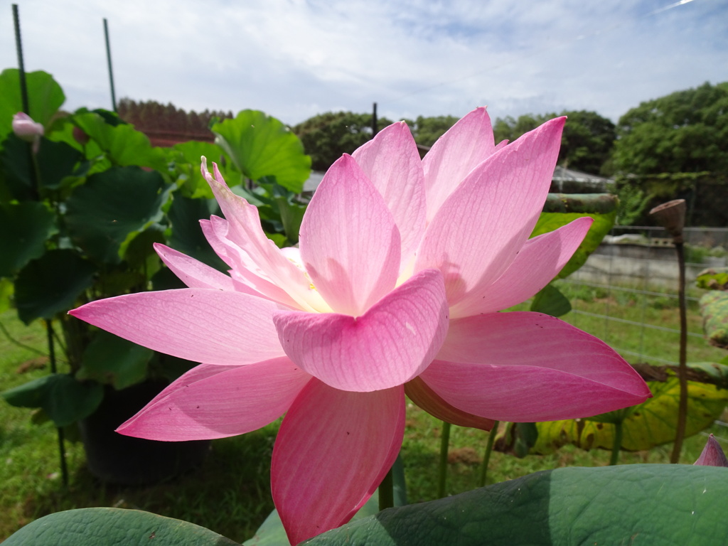 20240710花5