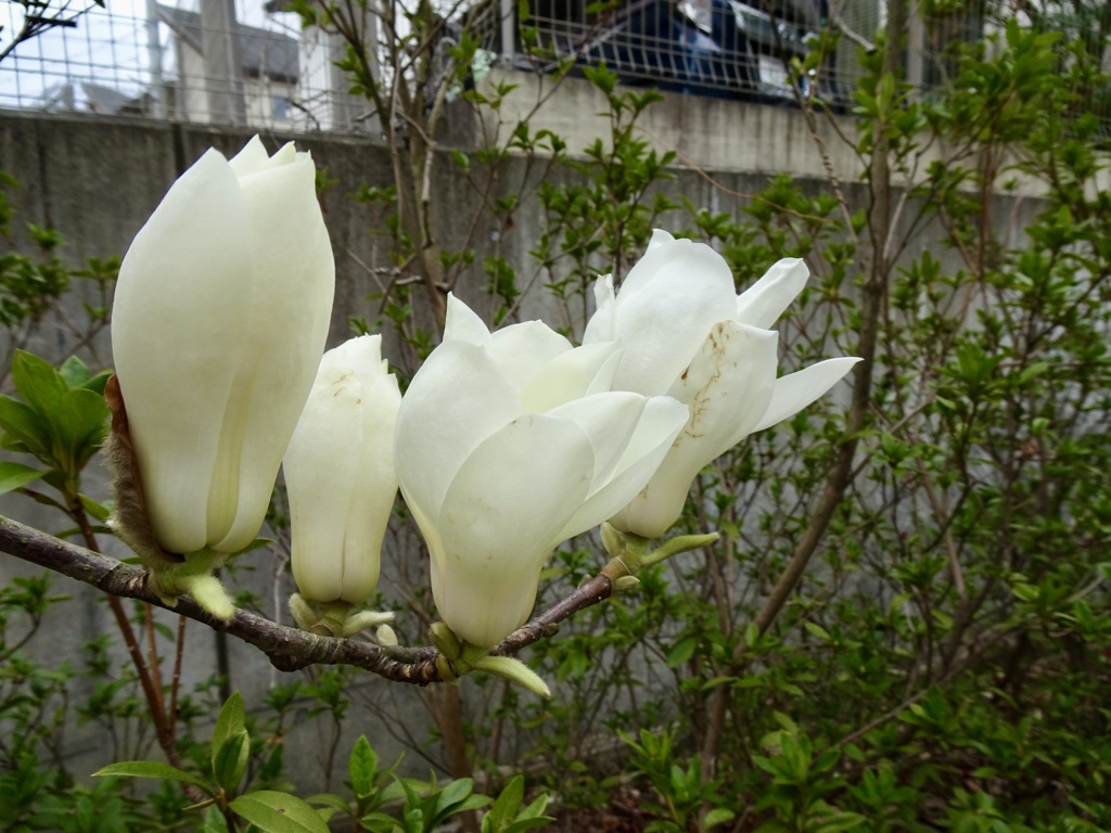 20240328花5
