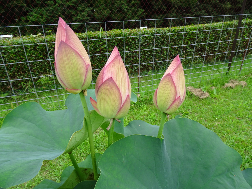 20240627花25