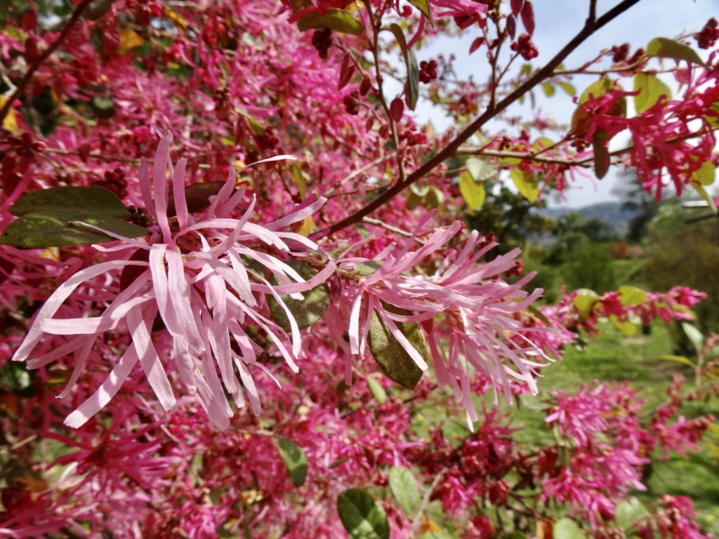 20240407花25