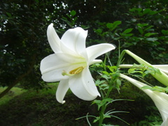 20240816花5