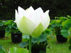 20240623花5