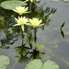 20240714花2
