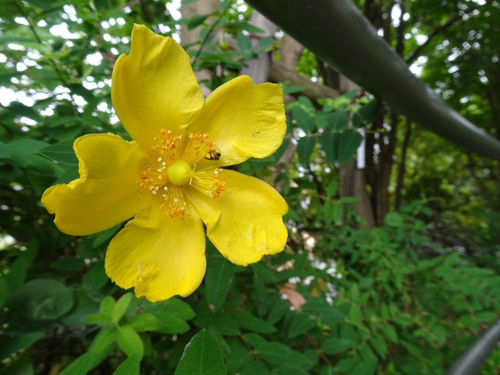 20240620花3