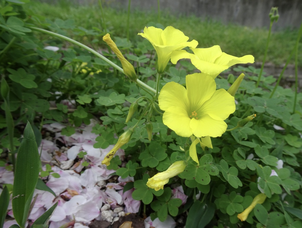 20240411花6