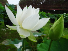 20240623花11