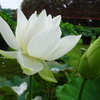 20240623花11