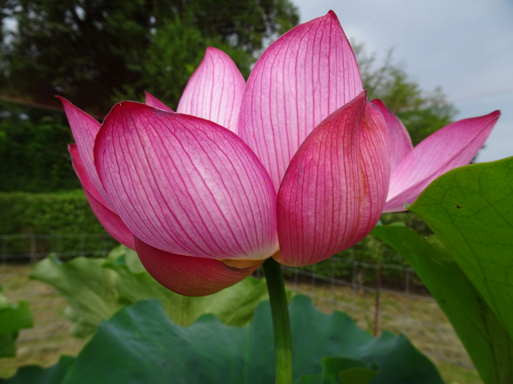 20240706花