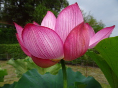 20240706花