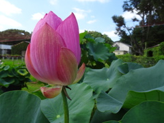 20240721花2