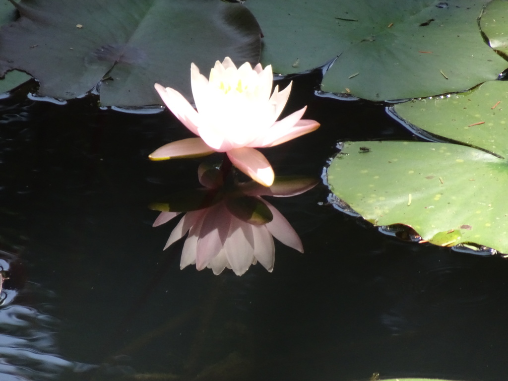 20240801花9