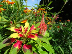 20240801花3