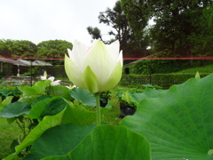 20240623花24