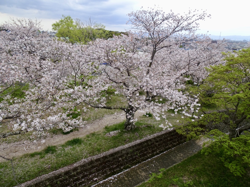 20240411花11