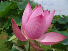 20240710花4