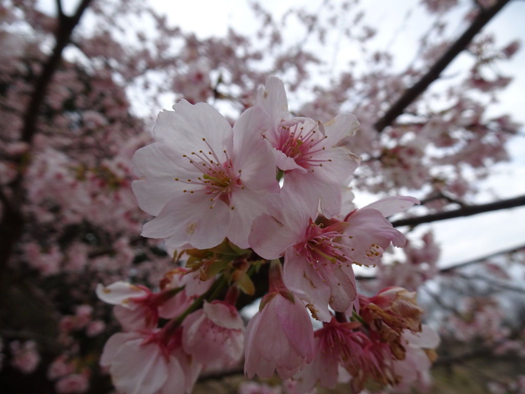 20240317花19
