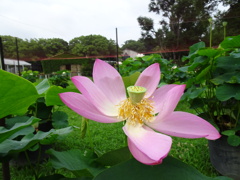 20240703花15