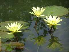 20240706花28