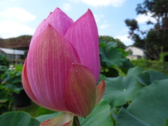 20240721花
