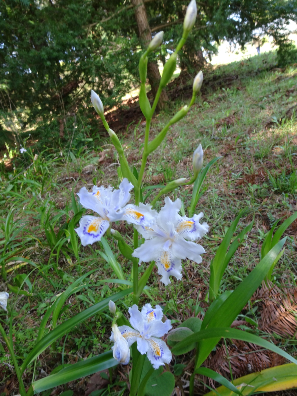 20240412花72
