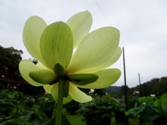 20240627花9