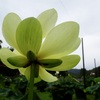20240627花9