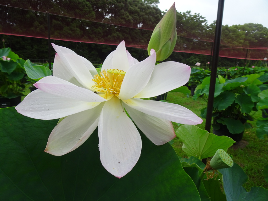 20240623花4