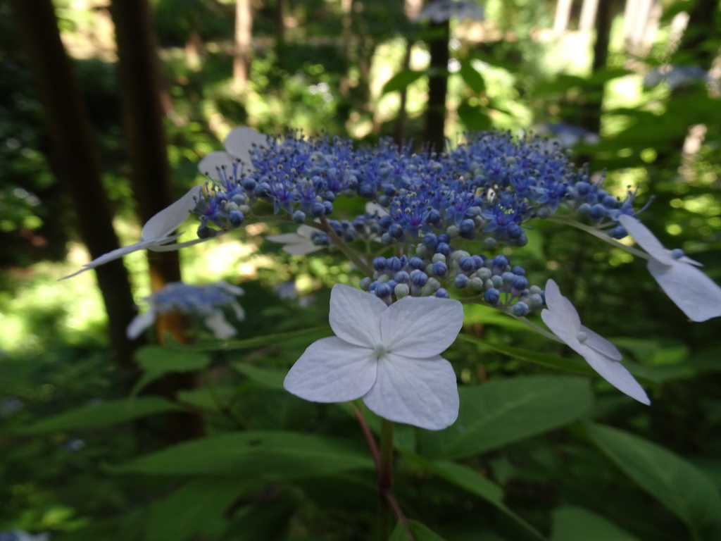 20240605花12