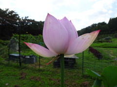 20240721花5