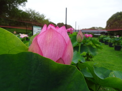 20240627花19