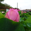 20240627花19