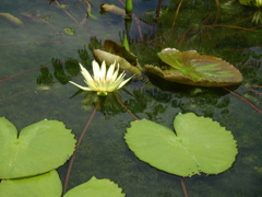 20240811花6