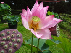 20240710花9