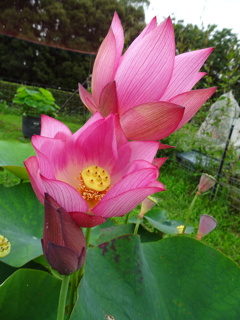 20240627花13