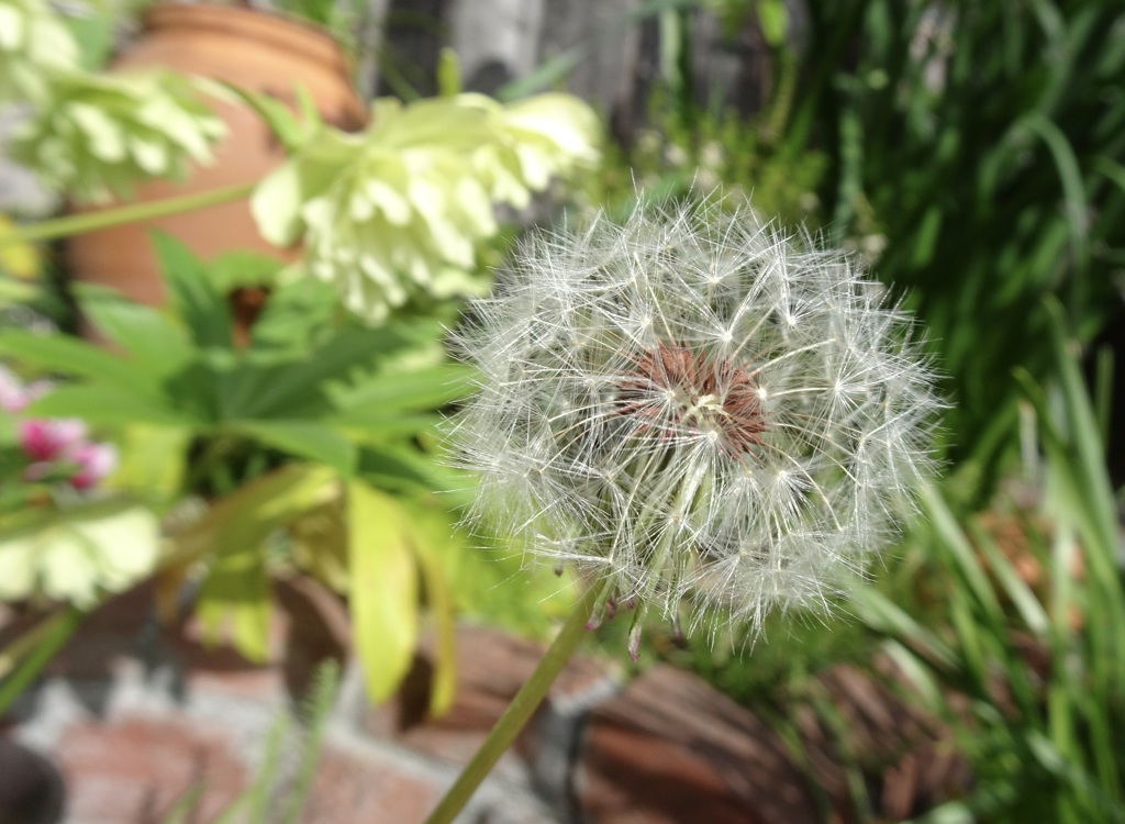 20240420花3