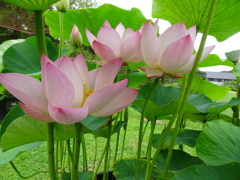 20240627花32