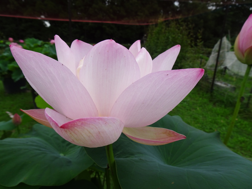 20240627花11