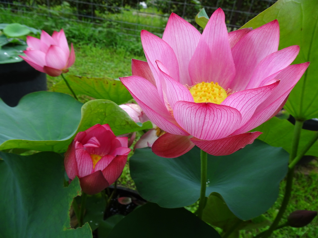 20240623花16