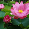 20240623花16