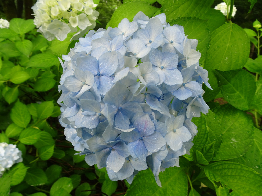 20240623花25