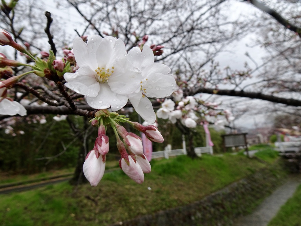 20240403花8