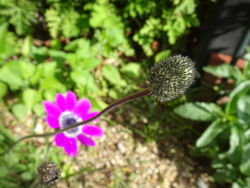 20240420花14