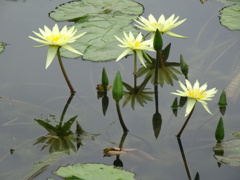 20240714花3