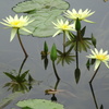 20240714花3
