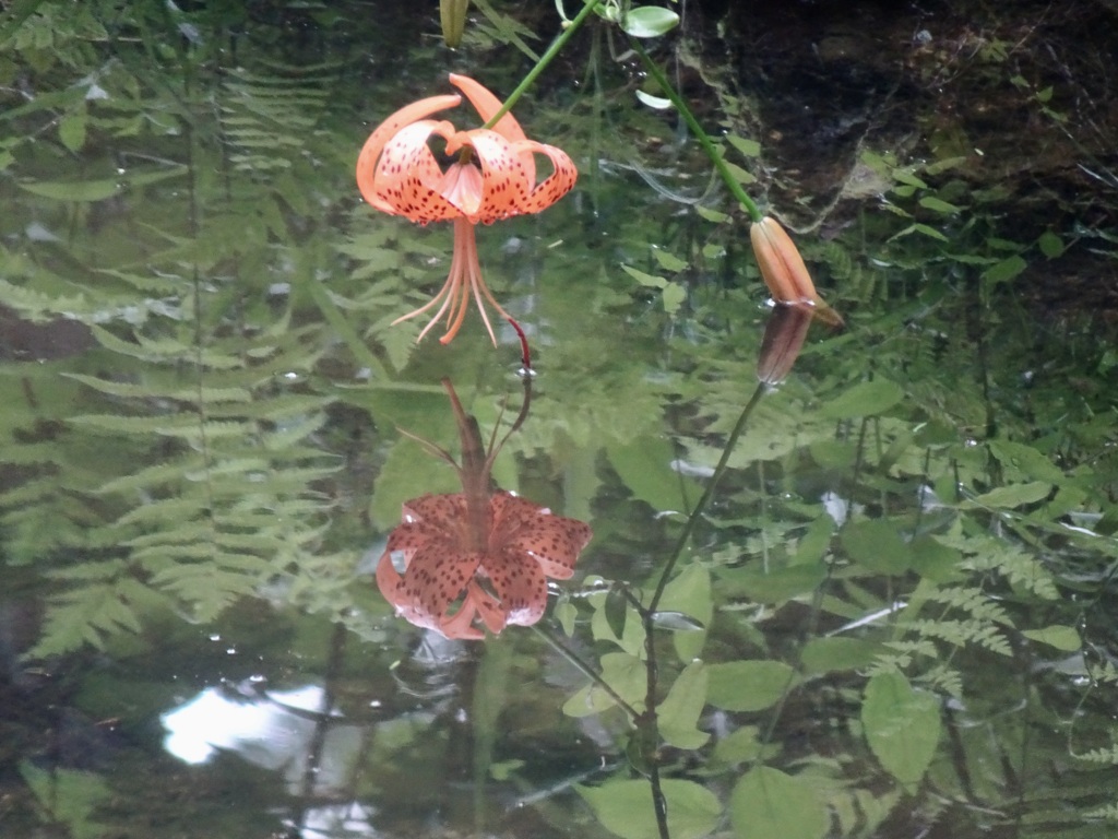 20240714花