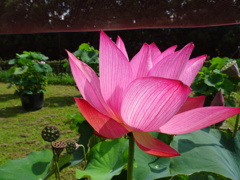 20240718花4