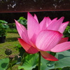 20240718花4